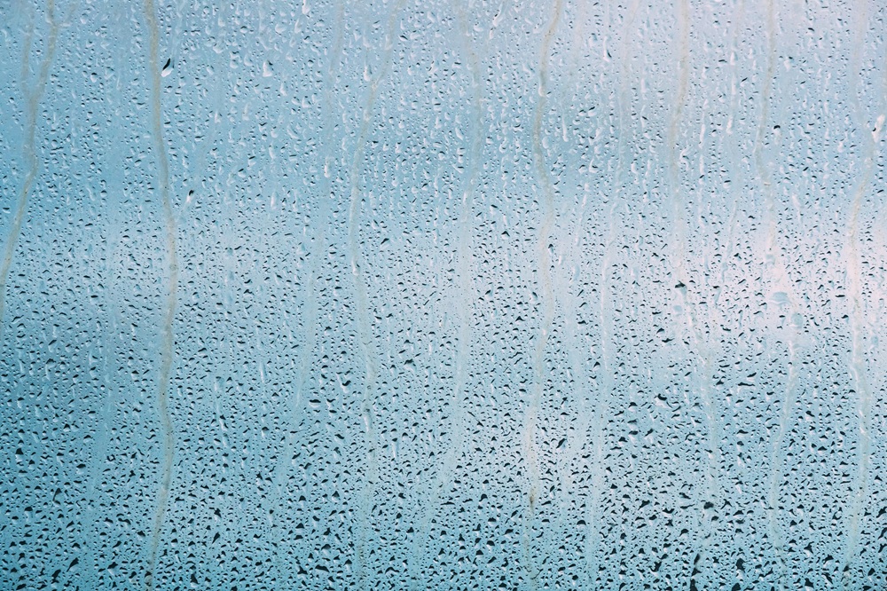 Champignon-Humidite-Finistere-29-Bretagne-Expertise-Batiment